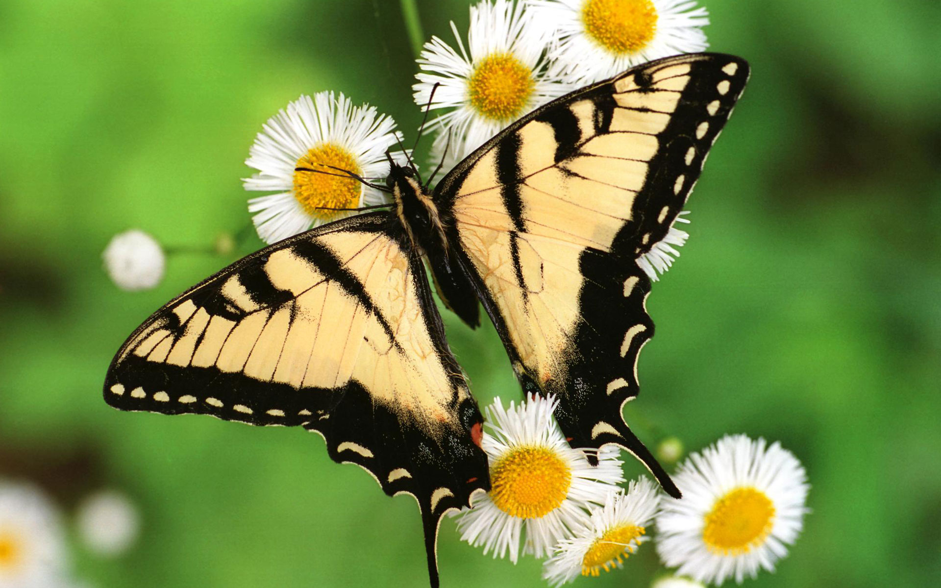 Tiger Swallowtail Butterfly7210910932